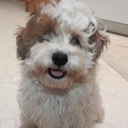 Shichon puppies from Smallstar Puppys