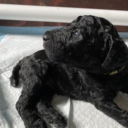 Poodle Puppies from Aschenputtel Poodles