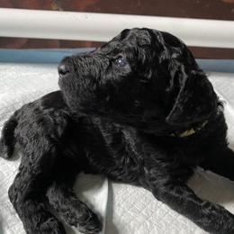 Poodle Puppies from Aschenputtel Poodles
