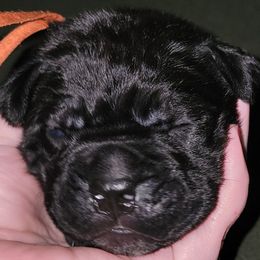 Cane Corso Puppies from Hardradas Dynasty Cane Corso