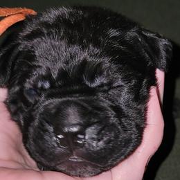 Cane Corso Puppies from Hardradas Dynasty Cane Corso