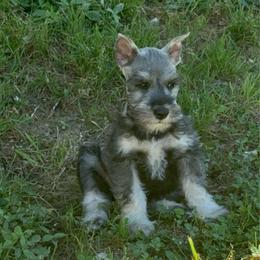 Rocky - Salt and pepper male Miniature Schnauzer puppy in Atoka, Oklahoma from Boggy Depot Cavaliers & Friends