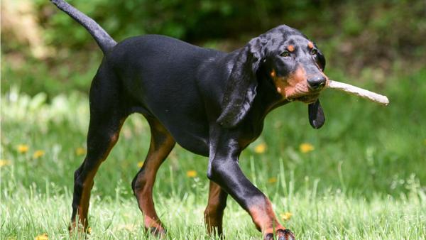 Find Black and Tan Coonhound puppies for sale