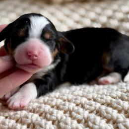 Hazelnut “Hazel”- pink collar - Tri-color female Bernedoodle puppy in Colorado Springs, Colorado from Mercy Mountain Bernedoodles