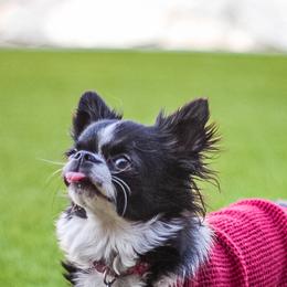 Ellie - Chihuahua