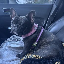 Missy - French Bulldog