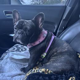 Missy - French Bulldog