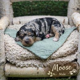 Moose - Blue merle male Bernedoodle puppy in Williamson, New York from Lakeside Doodles