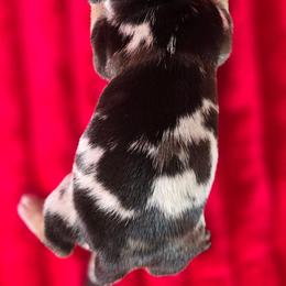 Ivy - Dapple female Dachshund puppy in Kansas City, Missouri from Divine Doxies LLC