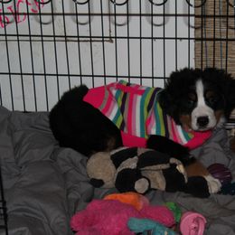 Bernese Mountain Dog Puppies from Baby Bear Bernese Kennel