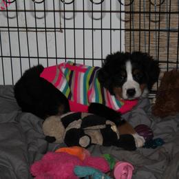 Bernese Mountain Dog Puppies from Baby Bear Bernese Kennel