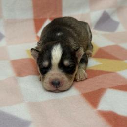 Connor - Gray and white male Siberian Husky puppy in London, Ohio from Rose Trail Siberian’s