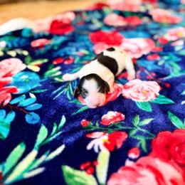 Flin - Piebald male Dachshund puppy in Salters, South Carolina from Long-Pine Dachshund