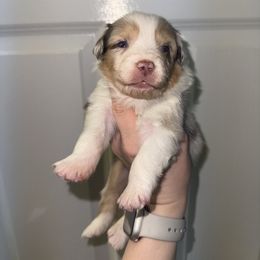 Gnocchi - Red merle female Australian Shepherd puppy in Anniston, Alabama from All Hale Aussies