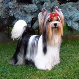 Orlando - Biewer Terrier