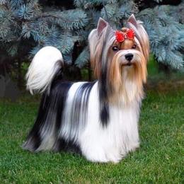 Orlando - Biewer Terrier