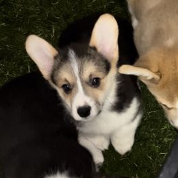 Puppy #2 - Black and tan Pembroke Welsh Corgi puppy in Tehachapi, California from Shenanigans Ranch