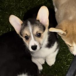 Puppy #2 - Black and tan Pembroke Welsh Corgi puppy in Tehachapi, California from Shenanigans Ranch