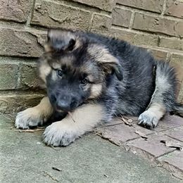 Shiloh Shepherd Puppies from Orchard Hills Shilohs
