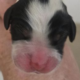 Luke - Blue belton and tan (tri-color) male English Setter puppy in Morrice, Michigan from Wild Bird Setters