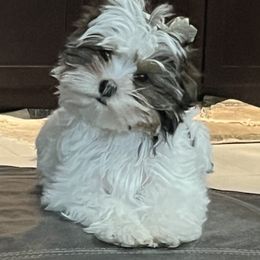 Gracie Mae - Yorkshire Terrier