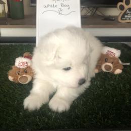 Boy 1 - White and biscuit male Samoyed puppy in Colorado Springs, Colorado from T&M Samoyeds