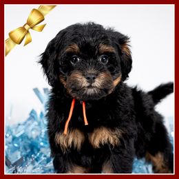 Clove - Black and tan male Cockapoo puppy in Connersville, Indiana from Deaz Doodle Ranch