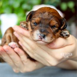 Soleil - Sable female Bernedoodle puppy in Salado, Texas from Red Ranch Dogs