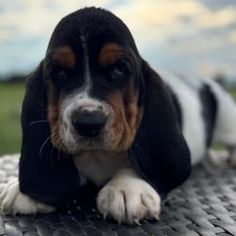 Ringo - Black white and brown male Basset Hound puppy in Richmond, Kentucky from Walters Hollow Hounds