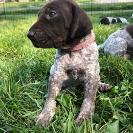 Vizsla Puppies from Wingpointer Gun Dogs