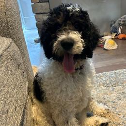 Holly - Black and white Bernedoodle puppy in Linden, Michigan from MarmeDuke Doodles