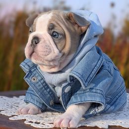 Stowe - Fawn and white male French Bulldog puppy in Delafield, Wisconsin from Bishop Bullyz