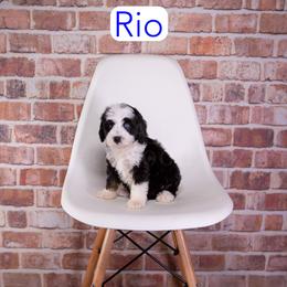 Rio - Black tri-color male Assorted Doodle Crosses puppy in Calhoun, Georgia from Happy Top Doodles