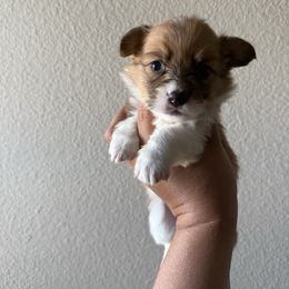 BELL- fluffy red and white female - White and red female Pembroke Welsh Corgi puppy in Red Bluff, California from Wilder Ranch Corgis