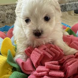 Sugar - White female Maltese puppy in Colonial Beach, Virginia from BeachRidge Pups