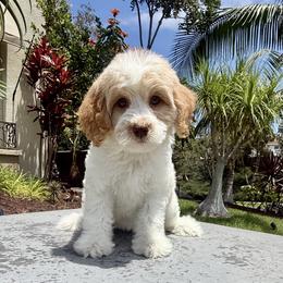 Girl 2 - Apricot female Goldendoodle puppy in San Diego, California from Goldendoodles & Poodles of San Diego