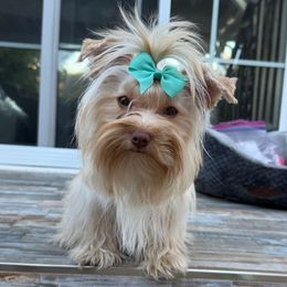 Kasper - Tan male Yorkshire Terrier puppy in Los Angeles, California from 818 Yorkies
