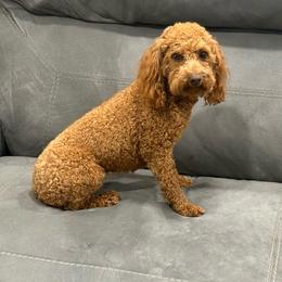 Rosie - Poodle