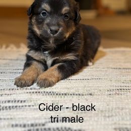 Cider - Black tri male Miniature Australian Shepherd puppy in Vincennes, Indiana from Whispering Miniature Aussies