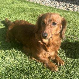 Millie - Dachshund