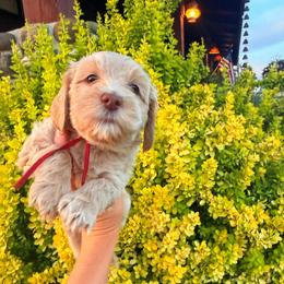 Dolly (Parton) - Caramel cream female Australian Labradoodle puppy in Millville, California from Hope Lane Kennels
