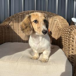 Finn - Piebald male Dachshund puppy in Mena, Arkansas from Double B Corsos & Dachshunds