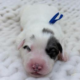 Walter - Blue Collar - White and badger male Great Pyrenees puppy in San Marcos, California from Faith Family Freedom Farm
