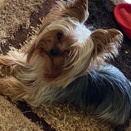 Yorkshire Terriers from Pearl Creek Yorkies