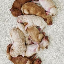 Goldendoodle Puppies from OCGoldendoodles