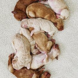 Goldendoodle Puppies from OCGoldendoodles