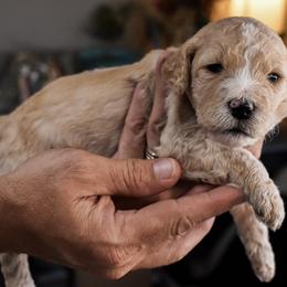 Chai - Apricot female Goldendoodle puppy in Madison, Georgia from Wildflower Doodles
