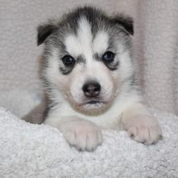 Siberian Husky Puppies from Tevana Siberians LLC