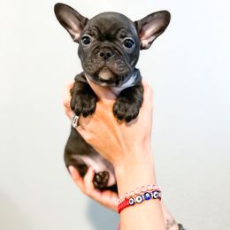 French Bulldog Puppies from Pawzitive Frenchies