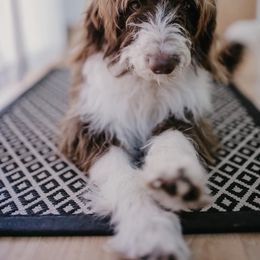 Gertie - Aussiedoodle